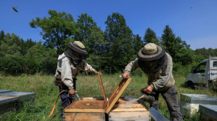 Le retour des néonicotinoïdes en France serait "un désastre", pour le principal syndicat d'apiculteurs