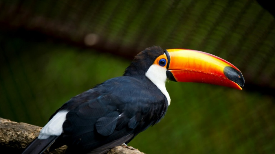 Dix toucans morts découverts dans un camion en Moselle