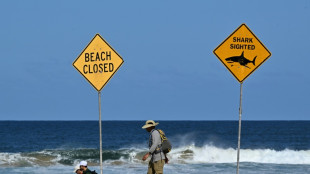 "Gro&szlig;er Hai" t&ouml;tet erfahrenen Surfer vor der K&uuml;ste Sydneys