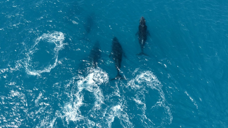  Au Br&eacute;sil, le retour g&eacute;ant des baleines &agrave; bosse 