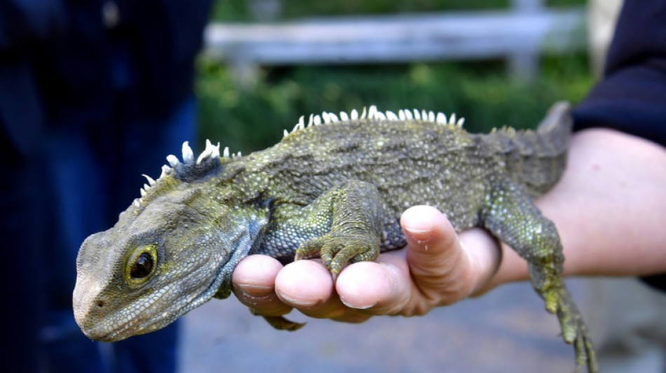 Forscher entdecken ältesten Vorfahren der Eidechse