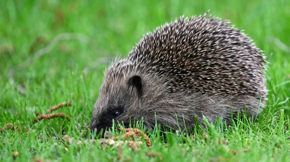 Unbekannte stellen in Baden-Württemberg Sack mit Igelfamilie vor Haustür ab