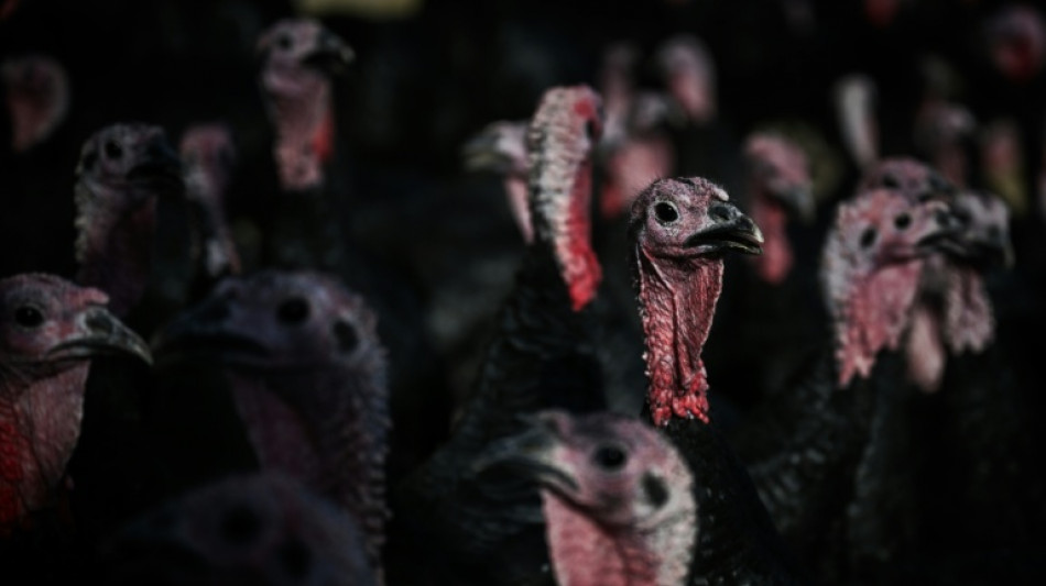  Bundesverwaltungsgericht fordert besseren Tierschutz in der Putenhaltung 