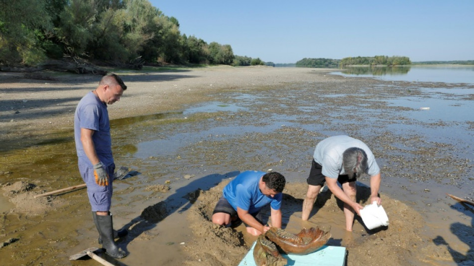 El bajo nivel del Danubio deja al descubierto huesos de mamut en Bulgaria 