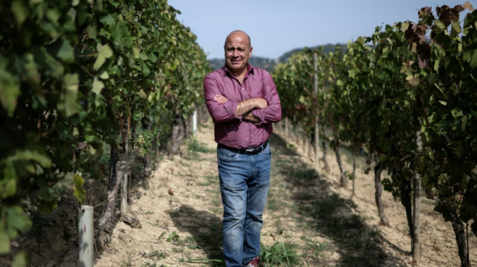  Des vendanges "5 &eacute;toiles" mais des caves d&eacute;j&agrave; pleines: les vignerons italiens s'interrogent 