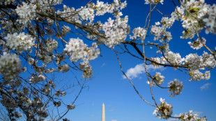 Les cerisiers de Washington, en fleur de plus en plus t&ocirc;t, et les pieds dans l'eau