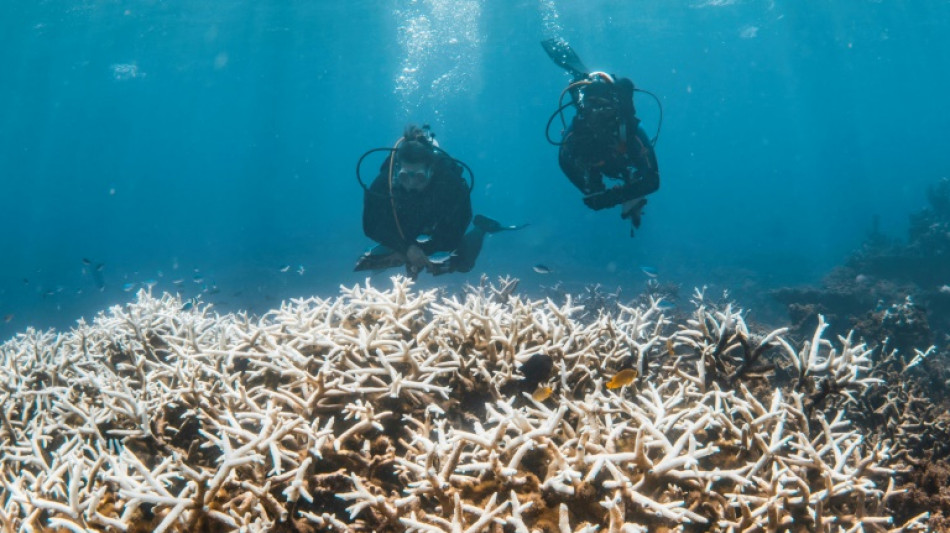 Coral reefs pushed to brink as bleaching crisis worsens