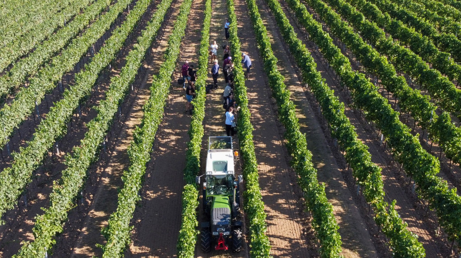  Legacoop, vino patrimonio a rischio tra clima, mercati e consumi che cambiano 