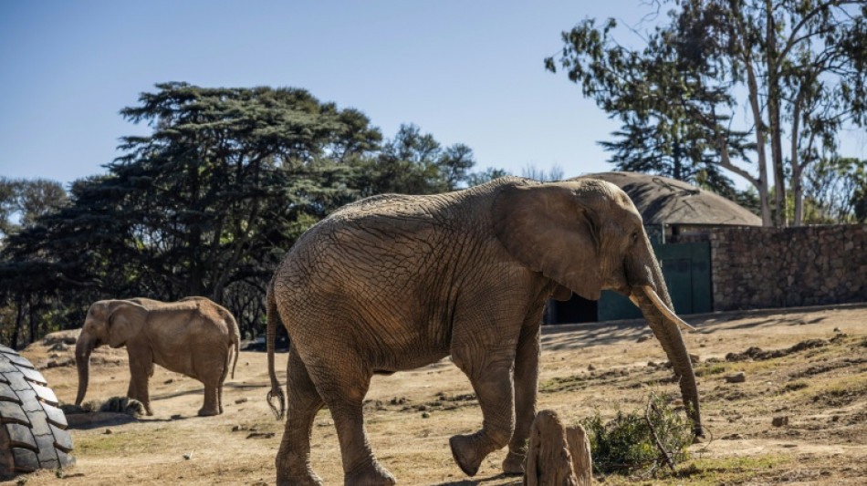  The last trio: S.Africa's zoo elephants await their fate 
