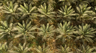 Irak ante el desaf&iacute;o de conservar la palmera datilera, un tesoro nacional y econ&oacute;mico