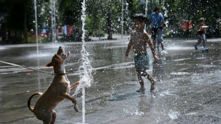 La canicule, un ennemi sournois pour les chiens et les chats