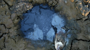 Pantanos del sur de Irak se secan y una civilizaci&oacute;n agoniza