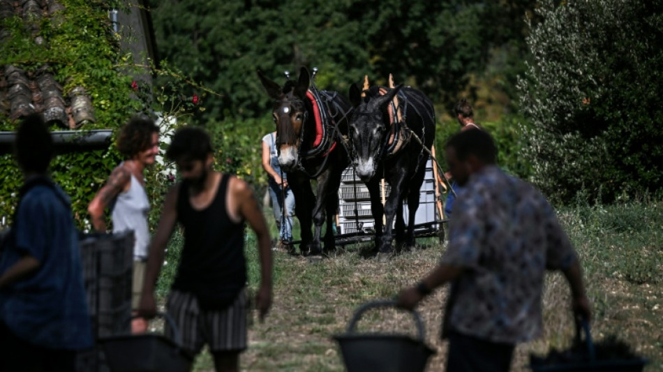 Sur le plateau pris&eacute; de Saint-&Eacute;milion, un domaine multis&eacute;culaire &agrave; "contre-courant"