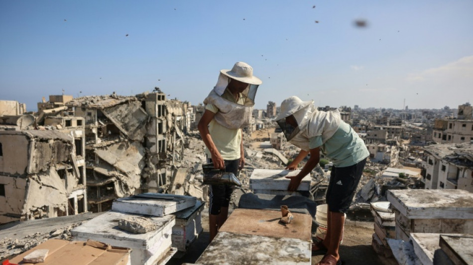  Gaza beekeeper starts again on rooftop amid ruins of war 
