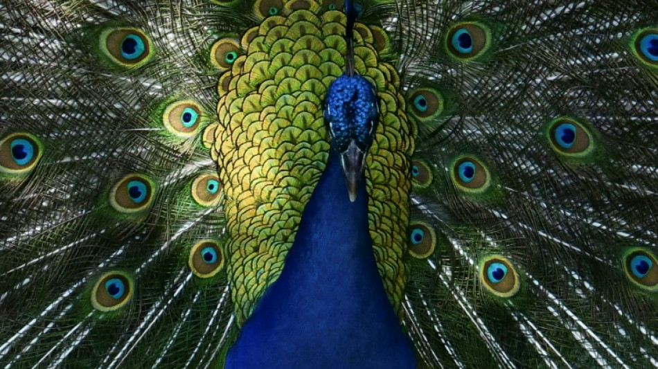  Ausgeb&uuml;xter Pfau auf hessischer Autobahn h&auml;lt Polizei auf Trab 