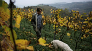 La truffe blanche, l'or d'Italie menac&eacute; par les ravages du climat