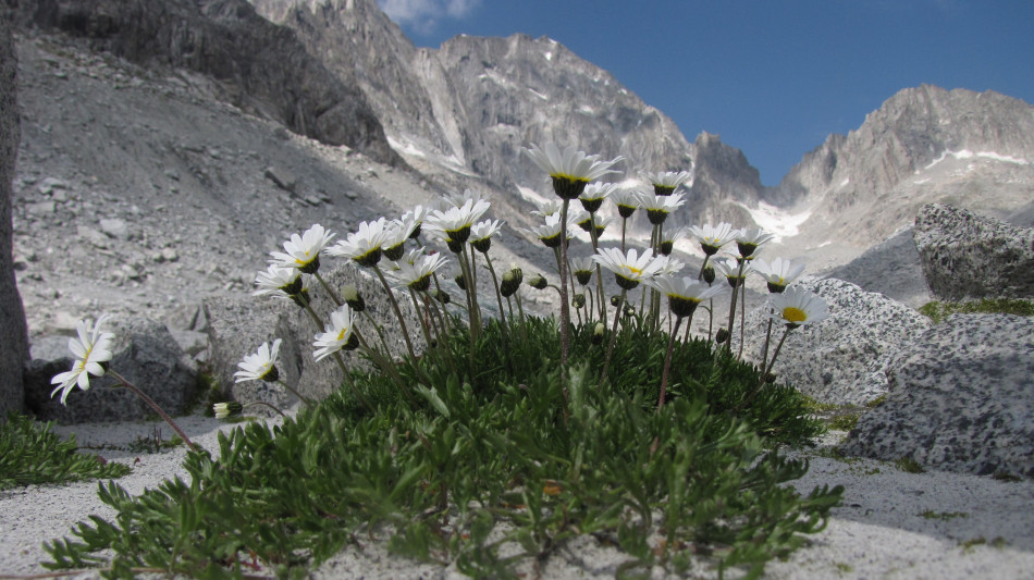  Il ghiaccio sepolto &egrave; un rifugio per la biodiversit&agrave; d'alta quota sulle Alpi 