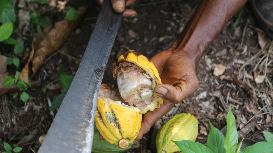 R.Illy, prezzo cacao quintuplicato ma ora potrebbe calare