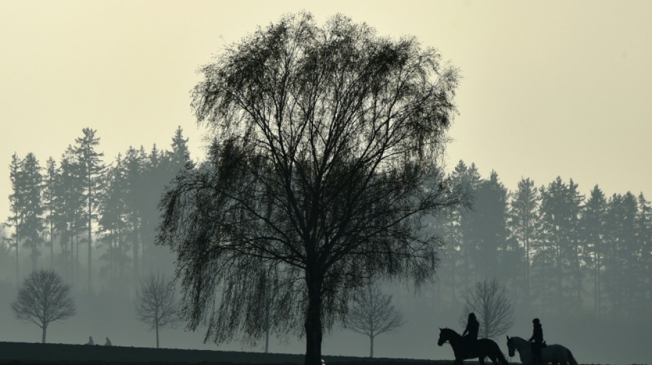 Fohlen von falschem Hengst: Tierarzt muss keinen höheren Schadenersatz zahlen