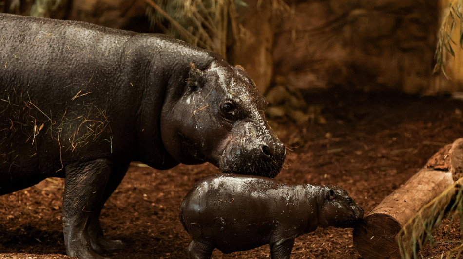  Spingeva la madre morta in un lago, salvato cucciolo di ippopotamo in Kenya 
