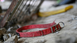 Where are they? Dogs disappear before South Korea meat ban 