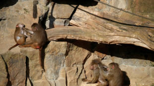 Un zoológico alemán abate a varios babuinos pese a protesta de activistas