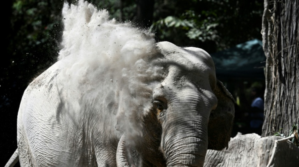  Feuerwehr richtet zur Seite gekippte Elefantenkuh in hessischem Zoo wieder auf  