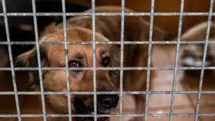 Tierschutzbund warnt vor Zusammenbruch von Tierheimen