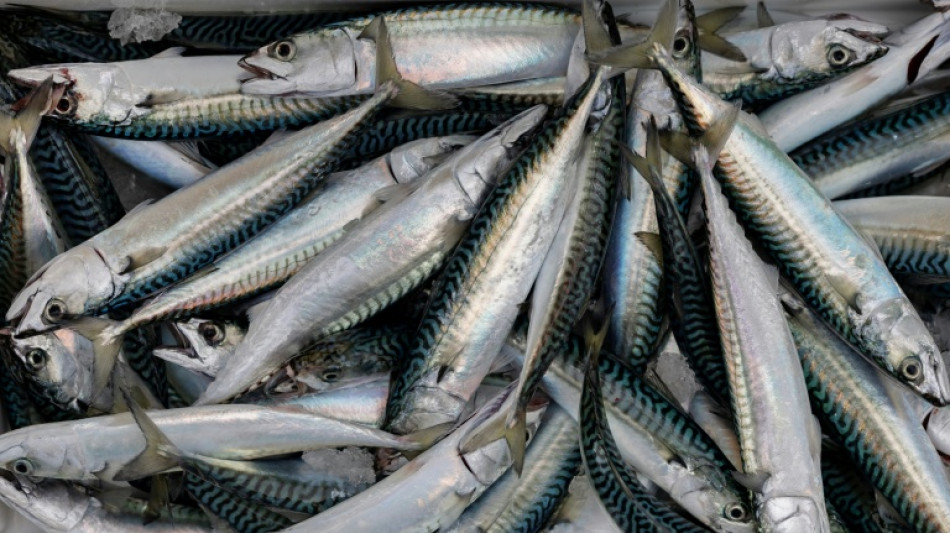  Maquereau: les scientifiques recommandent une baisse des captures de 11% dans l'Atlantique 