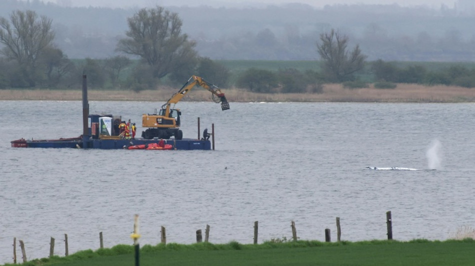  Umfrage: Bev&ouml;lkerung bei Rettungsversuchen f&uuml;r Wal gespalten 