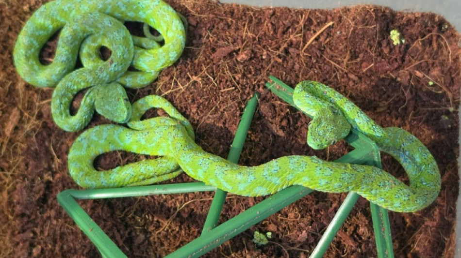  Mexicano &eacute; detido com cobras e lagartos em aeroporto na Alemanha 