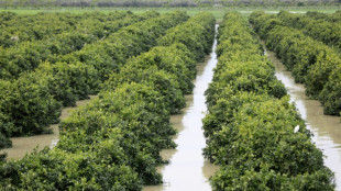 Maroc: dans le nord-ouest inond&eacute;, des agriculteurs ont "tout perdu"