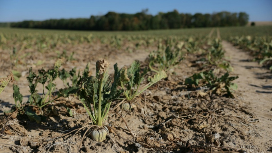  S&eacute;cheresse : la ministre de l'Agriculture annonce des pr&ecirc;ts &agrave; taux z&eacute;ro pour les agriculteurs 