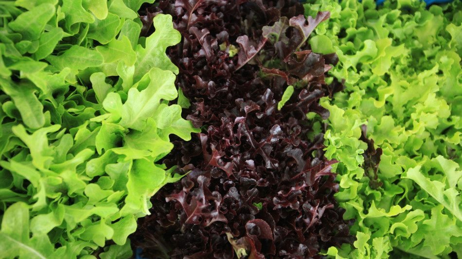  Dalla rucola un aiuto contro obesit&agrave; e glicemia alta 