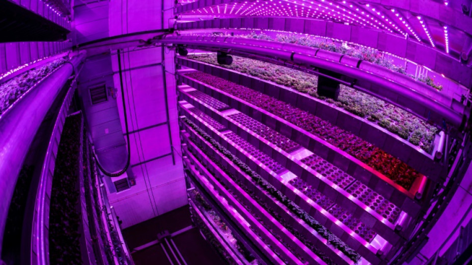 En Ecosse, une p&eacute;pini&egrave;re verticale source d'espoir pour les promesses de neutralit&eacute; carbone