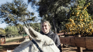 Los burros de Sud&aacute;frica, en declive por el tr&aacute;fico ilegal a China