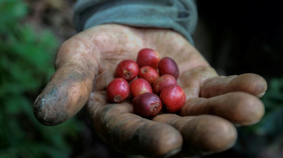 Studie: Hitze durch Klimawandel bedroht Kaffeeernten - und treibt die Preise 