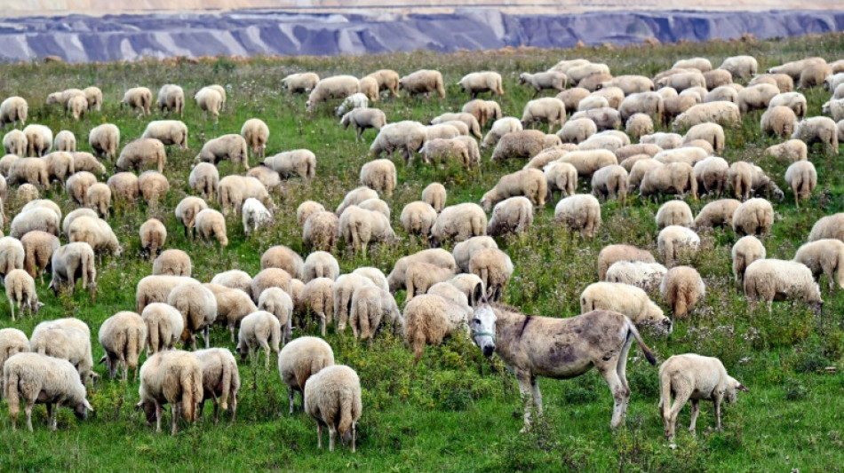 Los metales pesados contaminan hasta un 17% de las tierras cultivables del mundo, según un estudio
