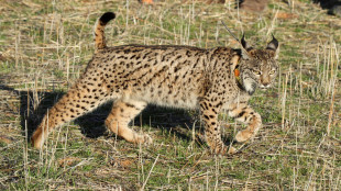 Spagna: lince iberica non pi&ugrave; fra le specie a rischio estinzione