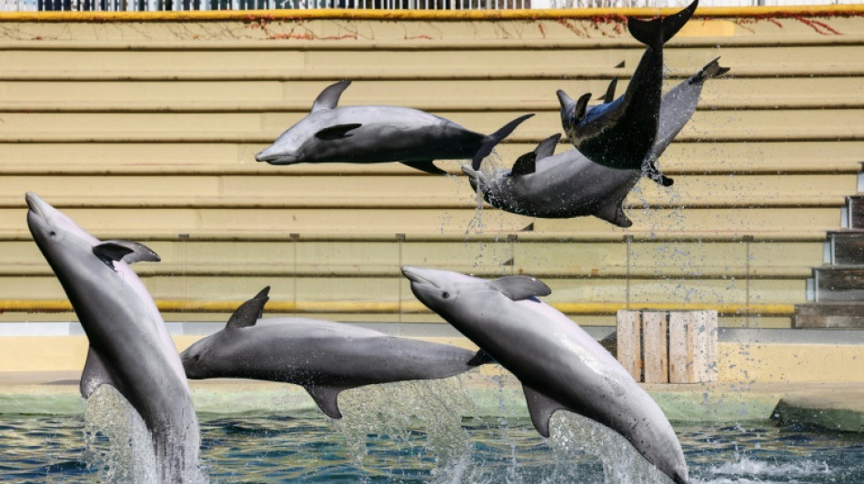  Le zoo de Beauval renonce &agrave; accueillir les dauphins du Marineland d'Antibes 