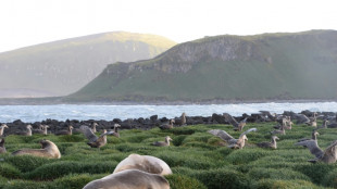 Not just penguins on Antarctic islands hit by Trump tariffs