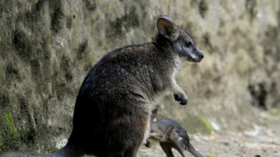 In Erfurt ausgeb&uuml;xtes K&auml;nguru tot aufgefunden