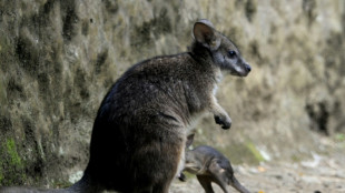 In Erfurt ausgeb&uuml;xtes K&auml;nguru tot aufgefunden