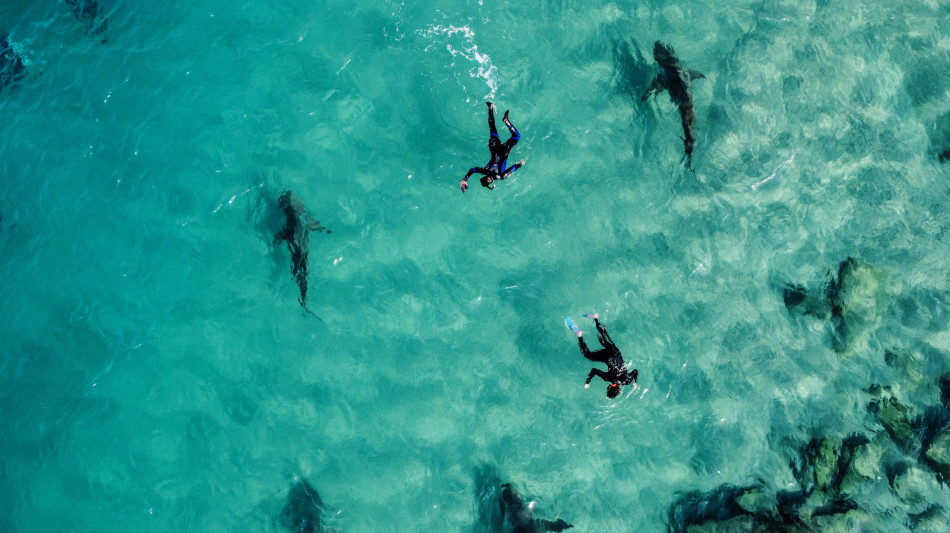  Australia, droni per avvistare squali presso spiagge Sydney 