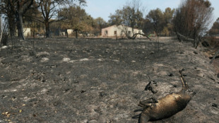 Wildlife face 'catastrophic' losses as France's forests burn
