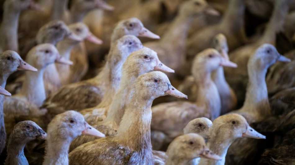 Grippe aviaire: la France veut vacciner &agrave; l'automne 2023, d&eacute;j&agrave; 2 millions de volailles abattues en d&eacute;cembre