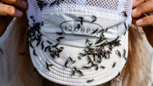 La Corée du Sud tapissée de mouches, autre plaie du réchauffement climatique