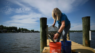 Aux Etats-Unis, des volontaires &eacute;l&egrave;vent des hu&icirc;tres pour nettoyer les mers