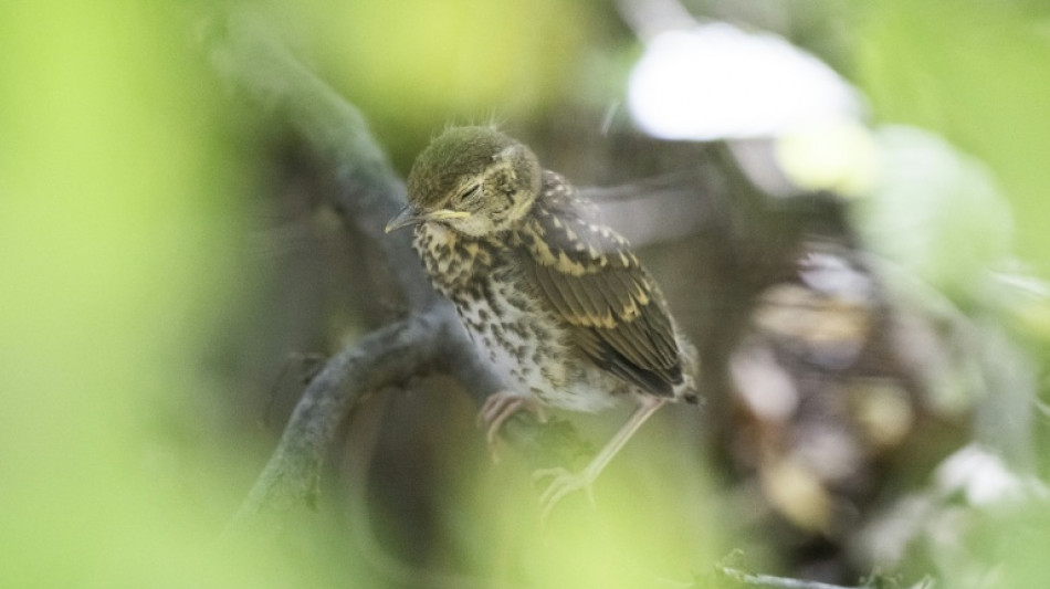  From birds to fish, how extreme heat causes wildlife to suffer 