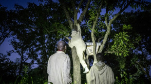Entre guerre et d&eacute;nuement, les apiculteurs de Centrafrique se battent pour leur miel